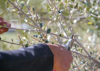 «العتم».. شجرة متعددة المنافع والاستخدامات لسكان ميسان