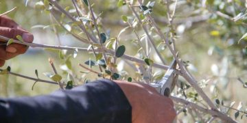 «العتم».. شجرة متعددة المنافع والاستخدامات لسكان ميسان