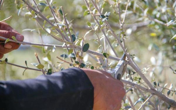 «العتم».. شجرة متعددة المنافع والاستخدامات لسكان ميسان