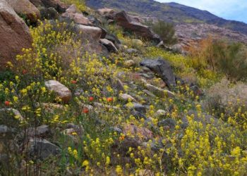 اليوم بداية فصل الربيع 2022 فلكياً