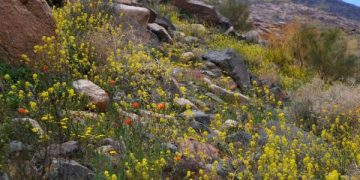 اليوم بداية فصل الربيع 2022 فلكياً