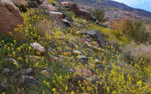 اليوم بداية فصل الربيع 2022 فلكياً