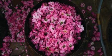 «الإمبيق».. أداة عصرية لاستخراج رحيق الزهور من الورد الطائفي