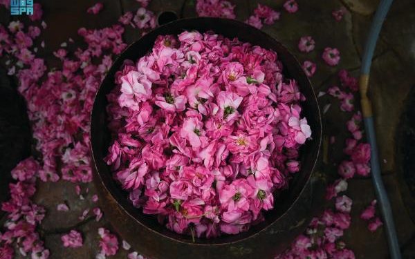 «الإمبيق».. أداة عصرية لاستخراج رحيق الزهور من الورد الطائفي