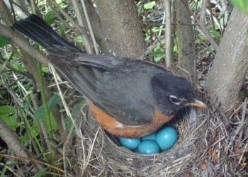 الطيور تضع بيضها قبل الأوان.. والسبب تغير المناخ
