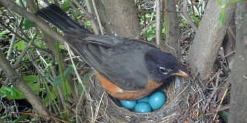 الطيور تضع بيضها قبل الأوان.. والسبب تغير المناخ