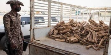 «الأمن البيئي» تضبط مخالفا لنقله حطبا محليا