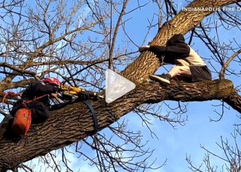 منقذها احتاج إلى إنقاذ.. شاهد ما حدث لمراهق حاول إنزال قطة عن أعلى شجرة