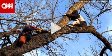 منقذها احتاج إلى إنقاذ.. شاهد ما حدث لمراهق حاول إنزال قطة عن أعلى شجرة