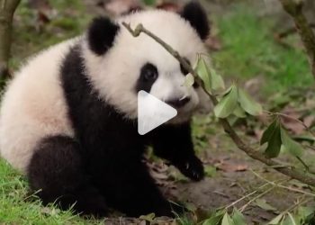 شاهد.. صغار الباندا يأخذون خطواتهم الأولى ويستكشفون الخارج