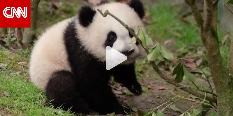 شاهد.. صغار الباندا يأخذون خطواتهم الأولى ويستكشفون الخارج