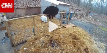 شاهد رد فعل خنزير عندما رصد دبًا ضخمًا يهاجم رفيقه.. كاميرا توثق اللحظة