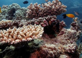 رابع موجة ابيضاض واسعة تطال الحاجز المرجاني العظيم منذ 2016