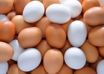 ما الفرق بين البيض الأبيض والبني؟.. جواب ولا أبسط
