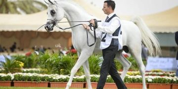 عدم الجهوزية ينقل جمال الخيل من الأحساء