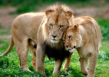 اكتشاف علمي صادم عن الأسود.. هورمون الحب يجعلها أكثر وداً!