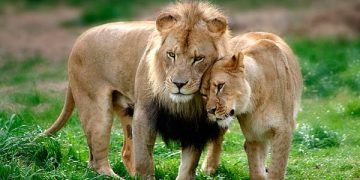 اكتشاف علمي صادم عن الأسود.. هورمون الحب يجعلها أكثر وداً!