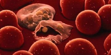 ناموسيات جديدة أكثر فعالية في مكافحة الملاريا