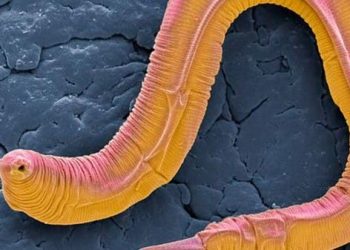 لن تصدق.. هذه الديدان الصغيرة تكشف السرطان!