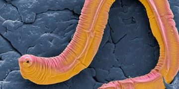 لن تصدق.. هذه الديدان الصغيرة تكشف السرطان!