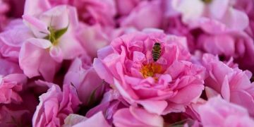 الورد الطائفي .. حينما يتذوّق الصائمون طعم الجمال عند الإفطار