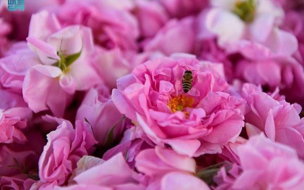 الورد الطائفي .. حينما يتذوّق الصائمون طعم الجمال عند الإفطار