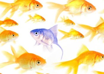 بعض أنواع الأسماك تجيد الحساب.. وهكذا تم إثبات الأمر