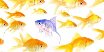 بعض أنواع الأسماك تجيد الحساب.. وهكذا تم إثبات الأمر